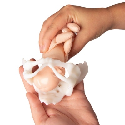 Erler-Zimmer Mini Pelvis and Baby Model Birthing Simulator Kit